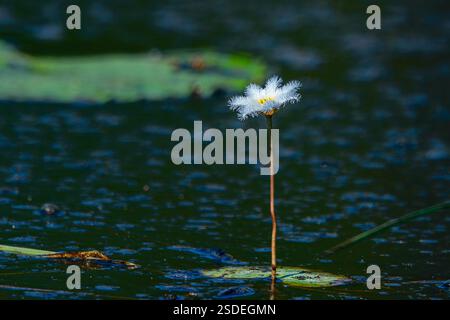 Einsame Blume, die hoch im See gegen den Wind steht Stockfoto
