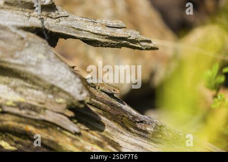 Eine Eidechse (Zootoca vivipara, früher Lacerta vivivipara) sitzt auf verrottendem Holz und erhitzt sich Stockfoto