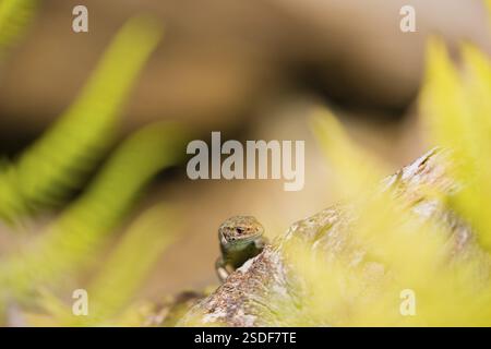 Eine Eidechse (Zootoca vivipara, früher Lacerta vivivipara) sitzt auf verrottendem Holz und erhitzt sich Stockfoto