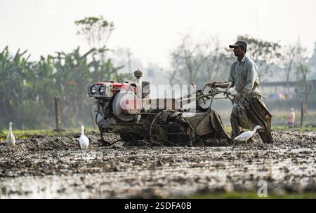 Ein Landwirt, der am 6. Februar 2025 ein landwirtschaftliches Feld im Dorf Mayong in Morigaon, Indien, pflügt Stockfoto