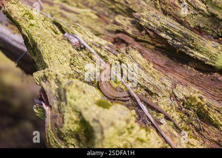 Eine Eidechse (Zootoca vivipara, früher Lacerta vivivipara) sitzt auf verrottendem Holz und erhitzt sich Stockfoto