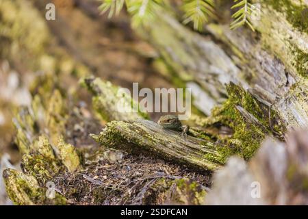 Eine Eidechse (Zootoca vivipara, früher Lacerta vivivipara) sitzt auf verrottendem Holz und erhitzt sich Stockfoto