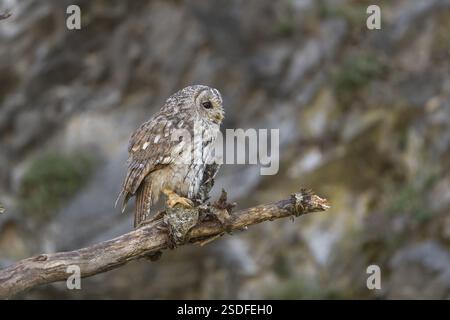 Eine gelbbraune Eule oder eine braune Eule (Strix aluco) sitzt auf einem toten Baum Stockfoto