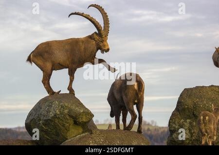 Zwei Steinböcke (Capra Steinböcke), ein Männchen und ein Weibchen, stehen auf einem Felsen. Der Mann berührt das Weibchen sanft mit seinem Vorderfuß Stockfoto