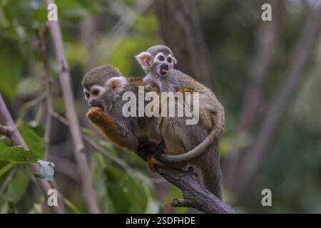 Eine mittelamerikanische Eichhörnchenaffe, Saimiri oerstedii, trägt ihr Baby. Grüne Vegetation Stockfoto