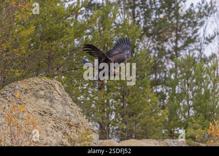Ein Goldadler (Aquila chrysaetos) fliegt über einen Sandrand vor einem Wald. Ein Wald im Hintergrund Stockfoto