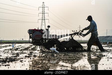 Ein Landwirt, der am 6. Februar 2025 ein landwirtschaftliches Feld im Dorf Mayong in Morigaon, Indien, pflügt Stockfoto