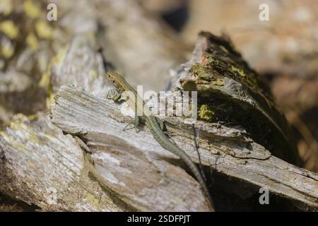Eine Eidechse (Zootoca vivipara, früher Lacerta vivivipara) sitzt auf verrottendem Holz und erhitzt sich Stockfoto