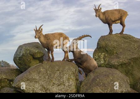 Zwei Steinböcke (Capra Steinböcke), ein Männchen und ein Weibchen, stehen auf einem Felsen. Das Männchen zeigt ein paar Flehmen und schnüffelt an dem Weibchen Stockfoto