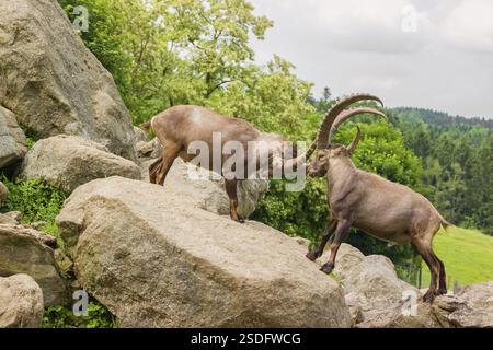 Zwei männliche Steinböcke (Capra Steinböcke) stehen auf einem Felsen und kämpfen spielerisch. Im Hintergrund ist ein grüner Wald zu sehen Stockfoto