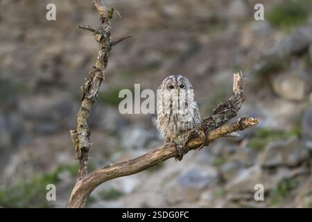 Eine gelbbraune Eule oder eine braune Eule (Strix aluco) sitzt auf einem toten Baum Stockfoto