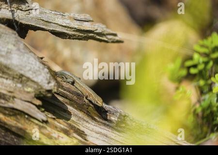 Eine Eidechse (Zootoca vivipara, früher Lacerta vivivipara) sitzt auf verrottendem Holz und erhitzt sich Stockfoto
