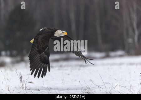 Ein Weißkopfadler, Haliaeetus leucocephalus, fliegt an einem bewölkten Wintertag über eine verschneite Wiese mit einem Birkenwald im Hintergrund Stockfoto