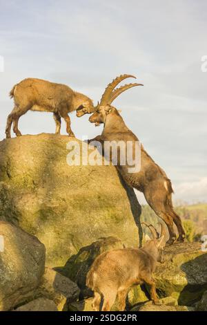 Zwei Steinböcke (Capra Steinbock), ein Mann und ein Weibchen, spielen im letzten Licht des Tages auf einem Felsen Stockfoto