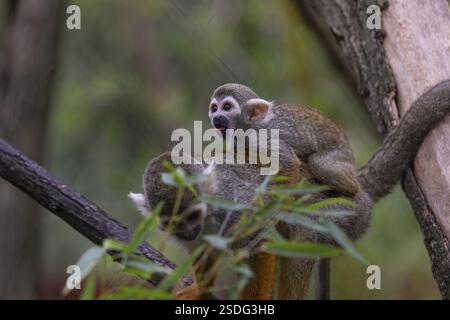 Eine mittelamerikanische Eichhörnchenaffe, Saimiri oerstedii, trägt ihr Baby. Grüne Vegetation Stockfoto