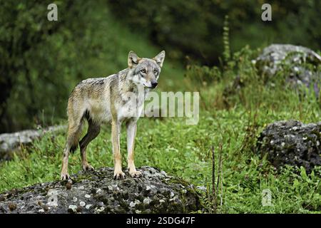 Europäischer Grauwolf (Canis Lupus Lupus), altes Tier auf Felsen stehend, Gefangener, Schweiz, Europa Stockfoto