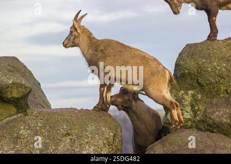 Zwei Steinböcke (Capra Steinböcke), ein Männchen und ein Weibchen, stehen auf einem Felsen. Das Männchen zeigt ein paar Flehmen und schnüffelt an dem Weibchen Stockfoto