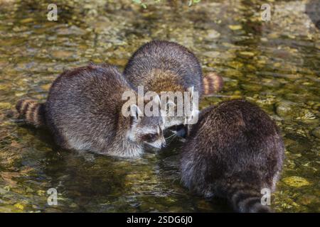 Drei Erwachsene Waschbären, Procyon lotor, stehen im flachen Wasser eines Baches auf der Suche nach Nahrung Stockfoto