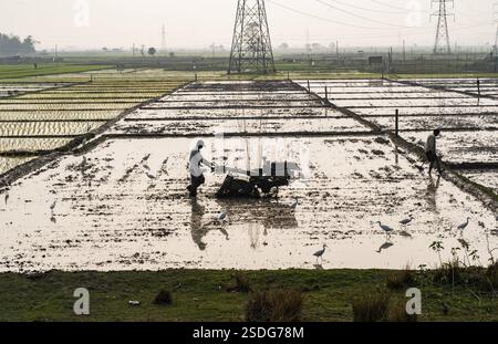 Ein Landwirt, der am 6. Februar 2025 ein landwirtschaftliches Feld im Dorf Mayong in Morigaon, Indien, pflügt Stockfoto