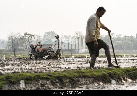 Ein Landwirt, der am 6. Februar 2025 ein landwirtschaftliches Feld im Dorf Mayong in Morigaon, Indien, pflügt Stockfoto