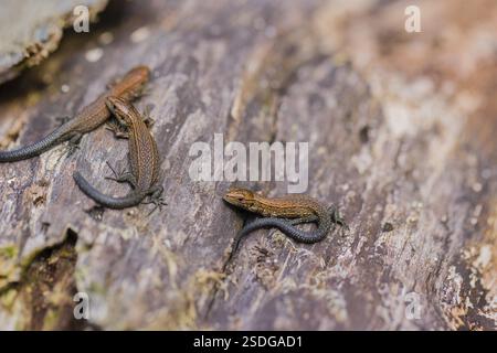 Eidechsen (Zootoca vivipara, früher Lacerta vivivipara) sitzen auf verrottendem Holz und erhitzen sich Stockfoto