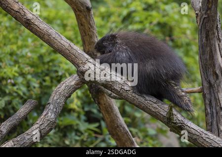 Ein nordamerikanisches Stachelschwein (Erethizon dorsatum) oder kanadisches Stachelschwein, das auf einem Zweig ruht. Ein Wald im Hintergrund Stockfoto