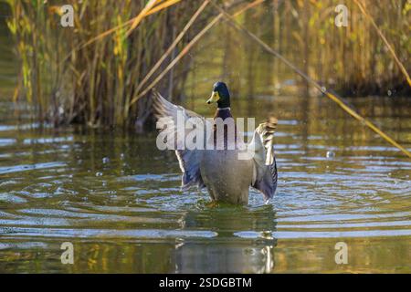 Eine männliche Stockente oder Wildente (Anas platyrhynchos) badet in einem Teich und schlägt mit den Flügeln Stockfoto