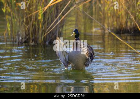 Eine männliche Stockente oder Wildente (Anas platyrhynchos) badet in einem Teich und schlägt mit den Flügeln Stockfoto