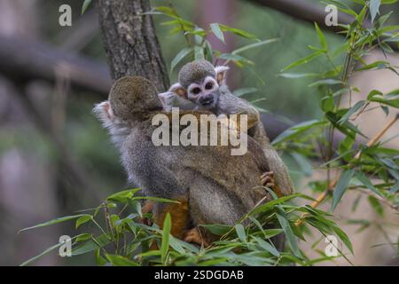 Eine mittelamerikanische Eichhörnchenaffe, Saimiri oerstedii, trägt ihr Baby. Grüne Vegetation Stockfoto