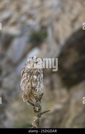 Eine gelbbraune Eule oder eine braune Eule (Strix aluco) sitzt auf einem toten Baum Stockfoto