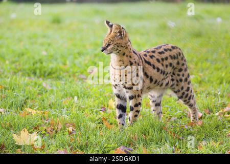Ein männlicher Serval, Leptailurus Serval, steht auf einer grünen Wiese Stockfoto