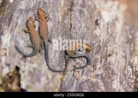 Eidechsen (Zootoca vivipara, früher Lacerta vivivipara) sitzen auf verrottendem Holz und erhitzen sich Stockfoto
