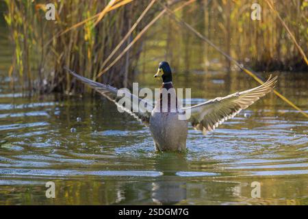 Eine männliche Stockente oder Wildente (Anas platyrhynchos) badet in einem Teich und schlägt mit den Flügeln Stockfoto