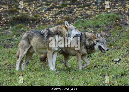 Wolf zwei Erwachsene Tiere mit ausgestreckter Zunge im offenen Mund, die nebeneinander stehen und nach rechts schauen Stockfoto