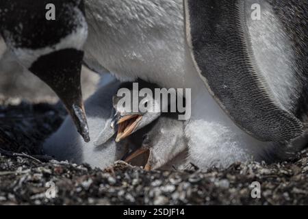Gentoo-Pinguin (Pygoscelis papua) auf einem Nest mit zwei Küken, Pebble Island, Falklandinseln, Großbritannien, Südatlantik, Südamerika Stockfoto