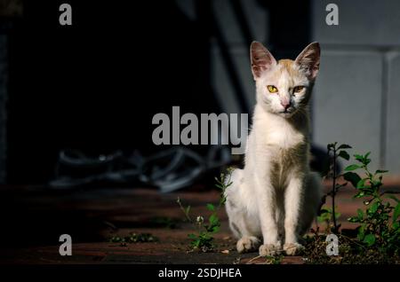 Eine kleine Katze, die wütend auf die Kamera starrt Stockfoto