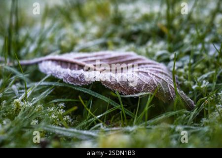 Braunes trockenes Blatt, das nach dem Raufrost morgens mit Eiskristallen bestreut ist, liegt im Gras auf einer Wiese, eiskalte Winter, Kopierraum, selektiert Stockfoto