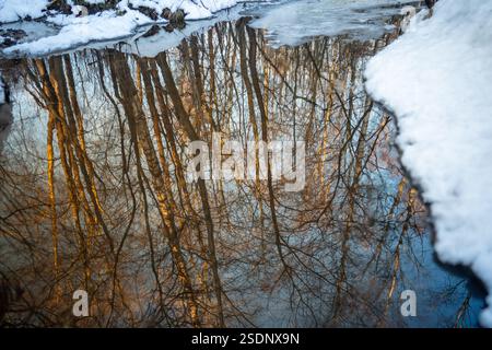 Frühling im Wald. Reflexionen in der Pfütze des geschmolzenen Wassers Anfang März. Wälder erwachen nach dem Winter Stockfoto