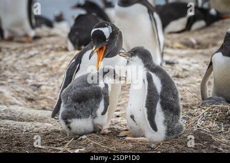 Gentoo-Pinguin (Pygoscelis papua) mit zwei Küken im Nest, Pebble Island, Falklandinseln, Großbritannien, Südatlantik, Südamerika Stockfoto