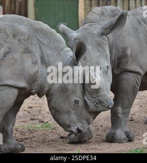 Zwei verwaiste Kälber aus dem Süden des Weißen Nashörns spielen im Waisenhaus im wilden Solio-Wildreservat kenia, um ihre Stärke zu testen Stockfoto