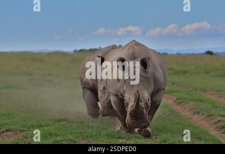Zwei südliche weiße Nashörner streiten und spielen Kämpfe in der wilden Savanne der Solio Conservancy, kenia Stockfoto