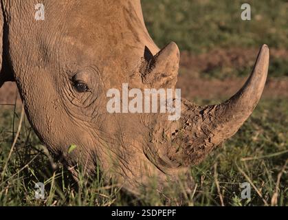 Nahaufnahme eines Porträts des südlichen weißen Nashörns, das in der Abendsonne in der wilden Savanne des Soliio Wildreservats, kenia, friedlich Gras isst Stockfoto