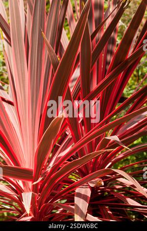Phormium Anlage Stockfoto