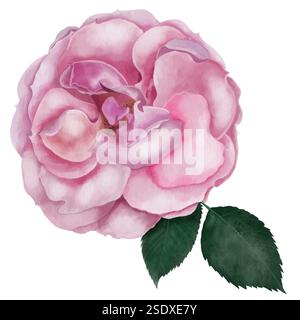 Rosafarbenes Aquarell. Handgezeichnete rosa Vintage Blume auf weißem Hintergrund. Clipart Botanical. Ideal für Poster, Kosmetikverpackungen, Karten und Kleidung Stockfoto