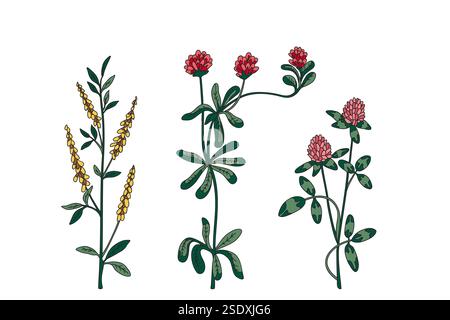 Sammlung botanischer Pflanzen und Blumen isoliert auf weißem Hintergrund. Wildblumen Kleebrauß in grünen rosa Farben Vektor-Illustration. Grafik des Stock Vektor