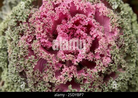 Grünkohl oder ornamentalen Kohl lateinischen Namen Brassica Oleracea Arten blühen Stockfoto