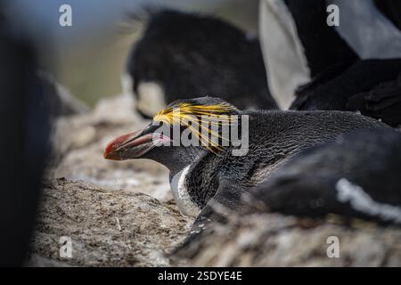 Goldhaubenpinguin (Eudyptes chrysolophus), auch Makkaroni-Pinguin, Pebble Island, Falklandinseln, Großbritannien, Südatlantik, Südamerika Stockfoto