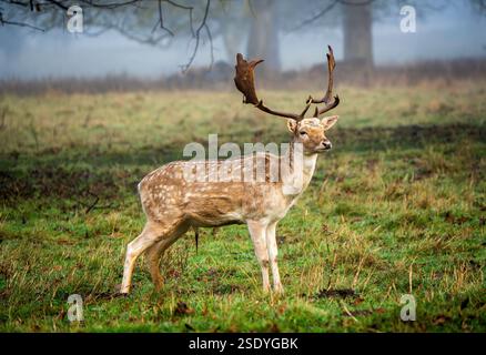 Majestätischer Damhirsch in Misty Meadow mit malerischer Waldkulisse Stockfoto