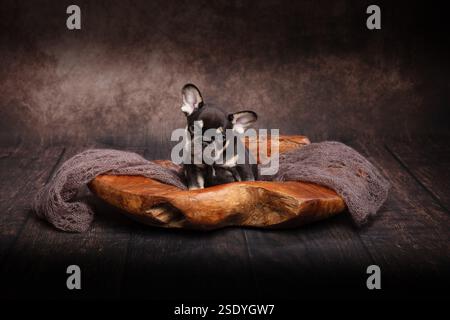 Ein niedlicher französischer Bulldog-Welpe in dunkler Farbe, der in einer handgeschnitzten Holzschale sitzt und auf die Kamera blickt Stockfoto