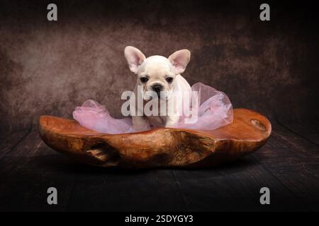 Ein cremefarbener junger Welpe der französischen Bulldogge in einer hölzernen Posenschale saß auf einem rosa Netz, Geburtstagskarte Stockfoto
